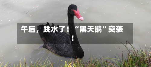 午后，跳水了！“黑天鹅”突袭！-第2张图片