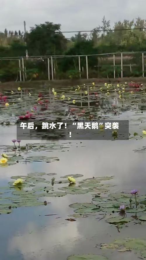 午后	，跳水了！“黑天鹅	”突袭！-第1张图片