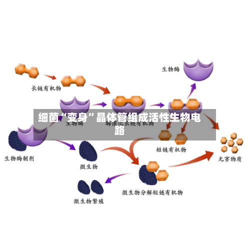 细菌“变身”晶体管组成活性生物电路-第2张图片