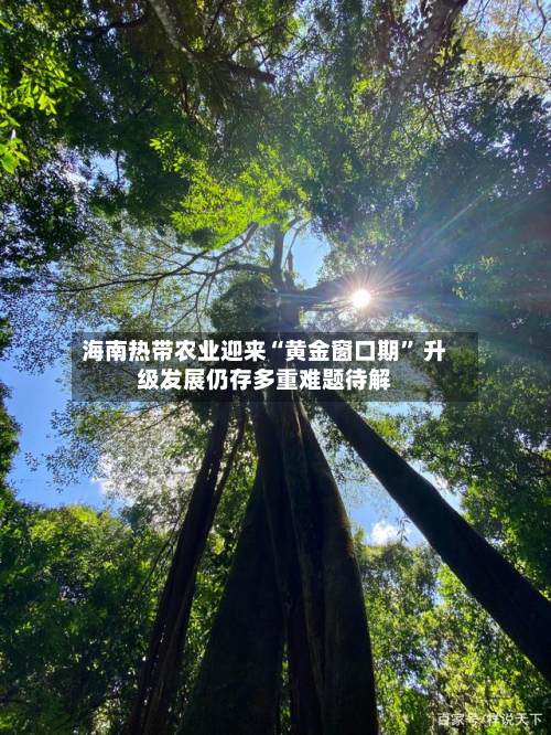 海南热带农业迎来“黄金窗口期	” 升级发展仍存多重难题待解-第3张图片