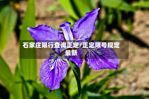 石家庄限行查询正定/正定限号规定最新