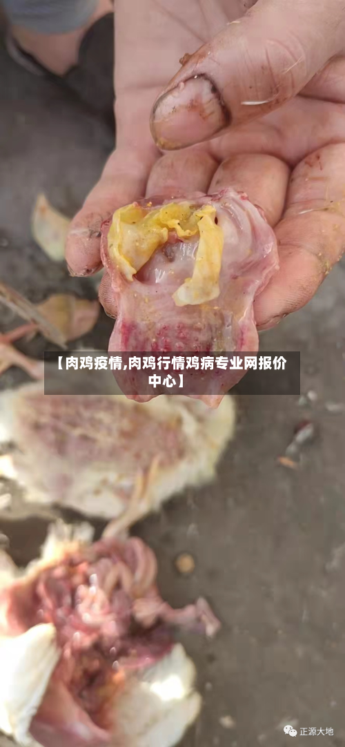 【肉鸡疫情,肉鸡行情鸡病专业网报价中心】-第3张图片