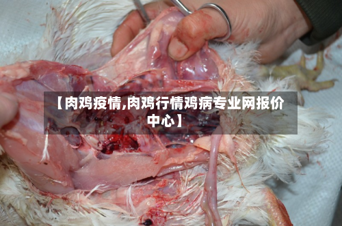 【肉鸡疫情,肉鸡行情鸡病专业网报价中心】