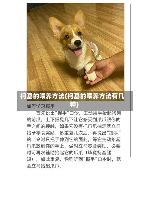柯基的喂养方法(柯基的喂养方法有几种)