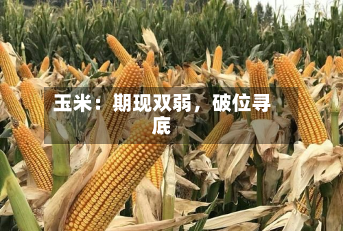 玉米：期现双弱，破位寻底-第1张图片