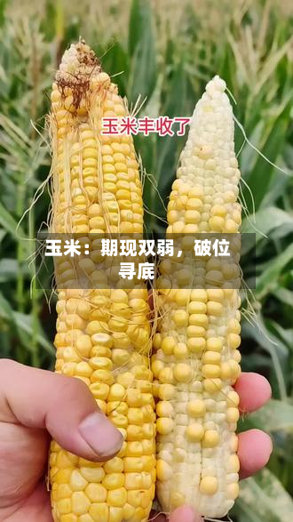 玉米：期现双弱，破位寻底-第2张图片