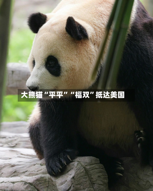大熊猫“平平”“福双”抵达美国-第3张图片