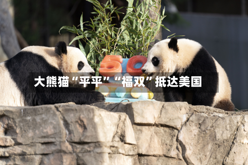 大熊猫“平平”“福双	”抵达美国-第2张图片