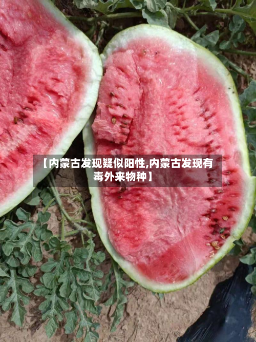【内蒙古发现疑似阳性,内蒙古发现有毒外来物种】-第3张图片