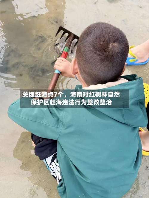 关闭赶海点7个，海南对红树林自然保护区赶海违法行为整改整治-第3张图片